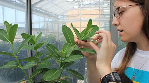 Greenhouse uses predatory insects for pest control