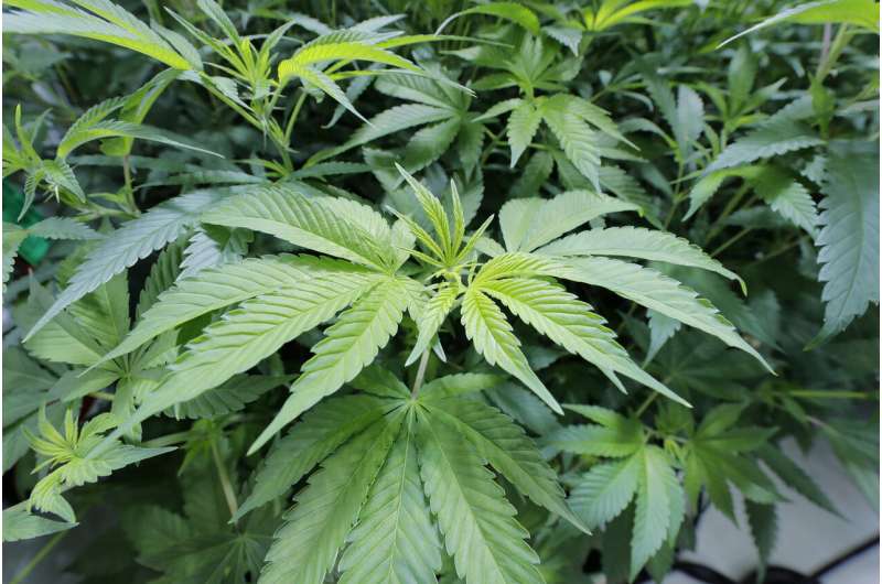 Grower: 5,000 in Louisiana medical marijuana program so far