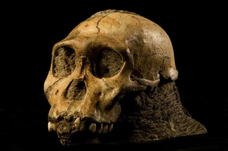 Homo naledi and Australopithecus sediba to be exhibited in Perot Museum