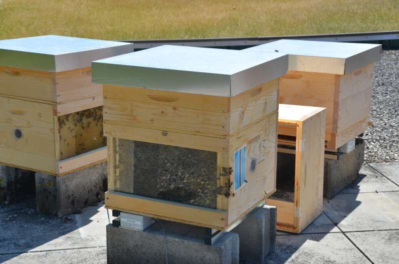 Honeybees' waggle dance no longer useful in some cultivated landscapes