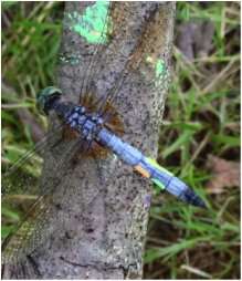 How male dragonflies adapt wing color to temperature