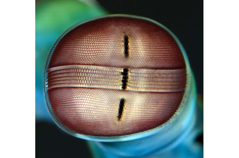 How mantis shrimp make sense of the world