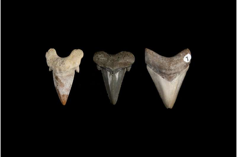 How megalodon's teeth evolved into the 'ultimate cutting tools'