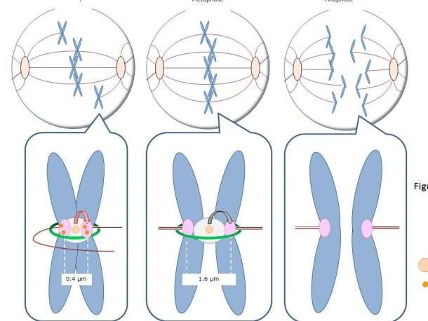 How newly found tension sensor plays integral role in aligned chromosome partitioning