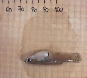 How to prevent mosquitofish from spreading in water ecosystems