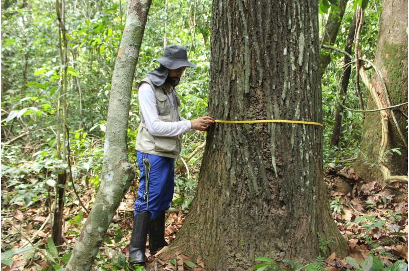 Human history through tree rings: Trees in Amazonia reveal pre-colonial human disturbance