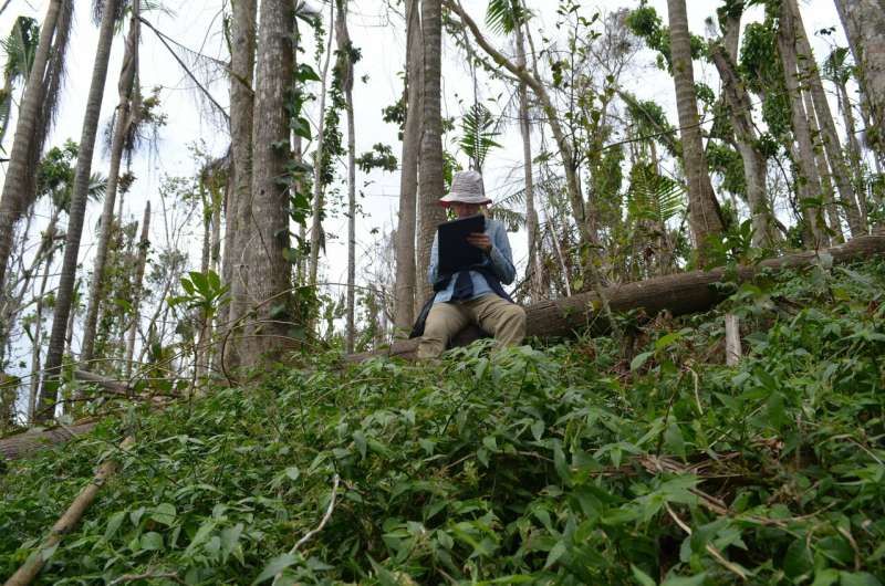 Hurricane Maria study warns: Future climate-driven storms may raze many tropical forests