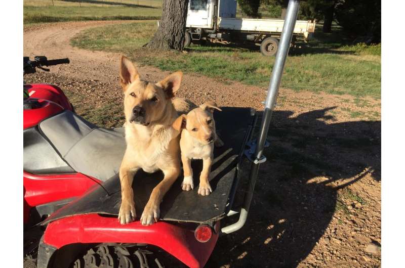 Iconic Australian working dog may not be part dingo after all