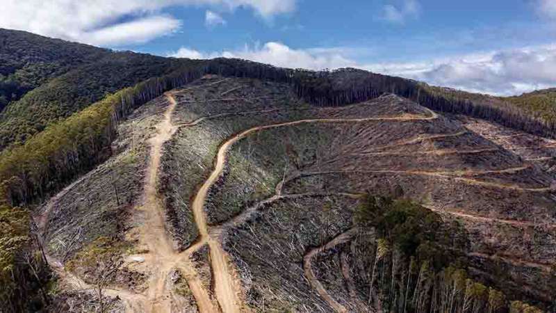 Illegal logging on steep slopes putting lives at risk