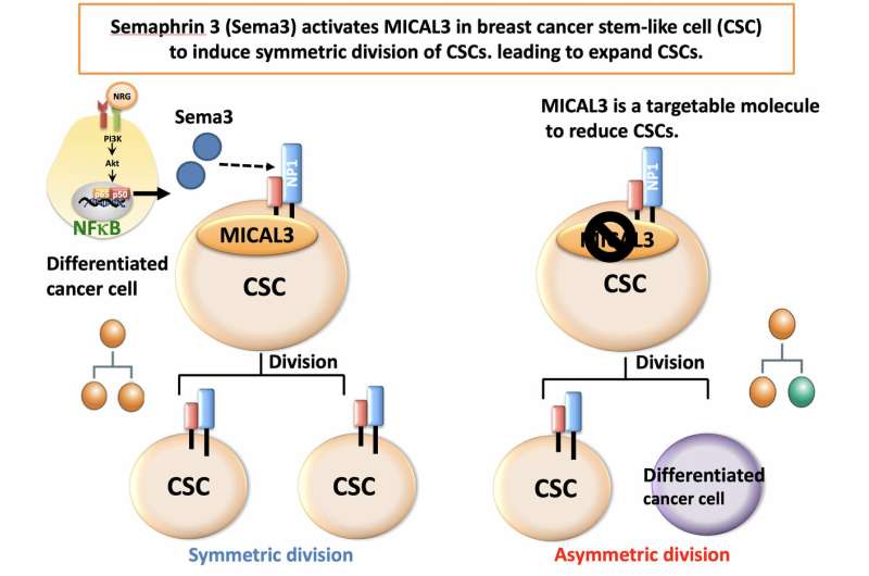 Important signaling pathway in breast cancer revealed