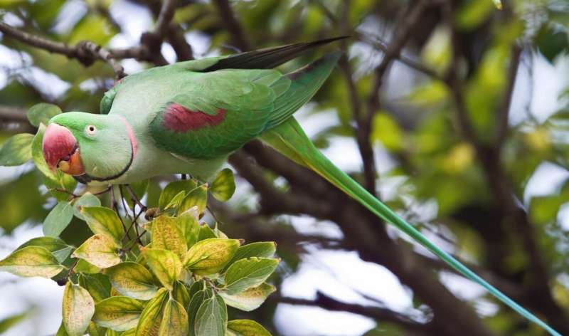 Invasive parrots have varying impacts on European biodiversity, citizens and economy