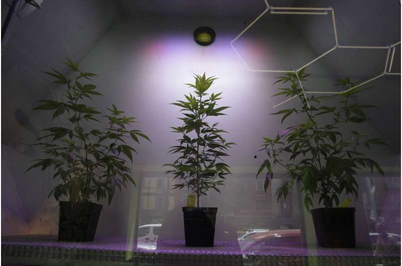 Italy's 'cannabis light' creates buzz even if the pot won't