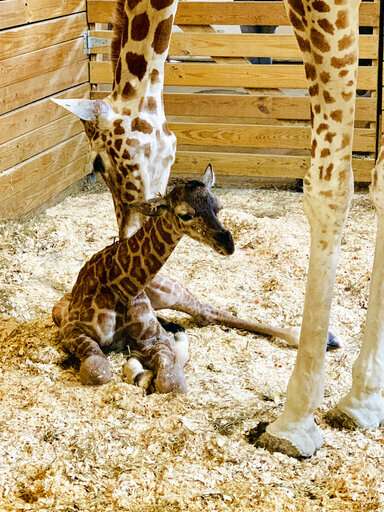 It's a boy! April the Giraffe gives birth again
