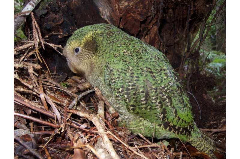 It would take 50 million years to recover New Zealand's lost bird species