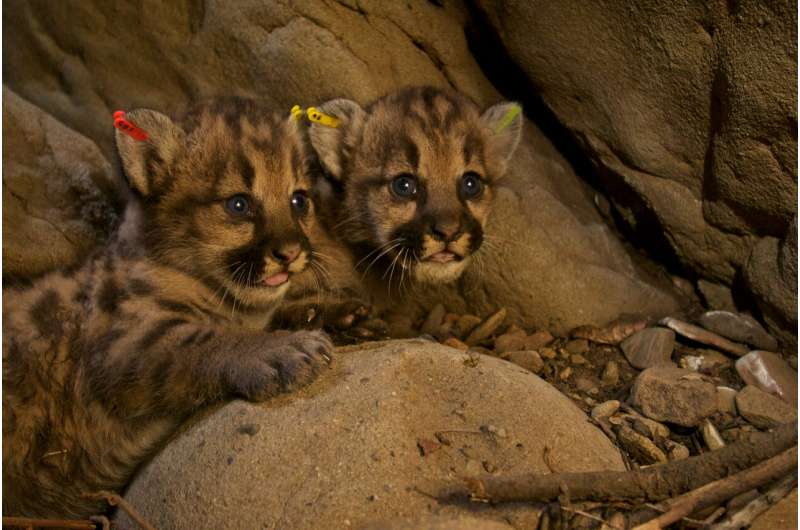 Local extinction of Southern California mountain lions possible within 50 years