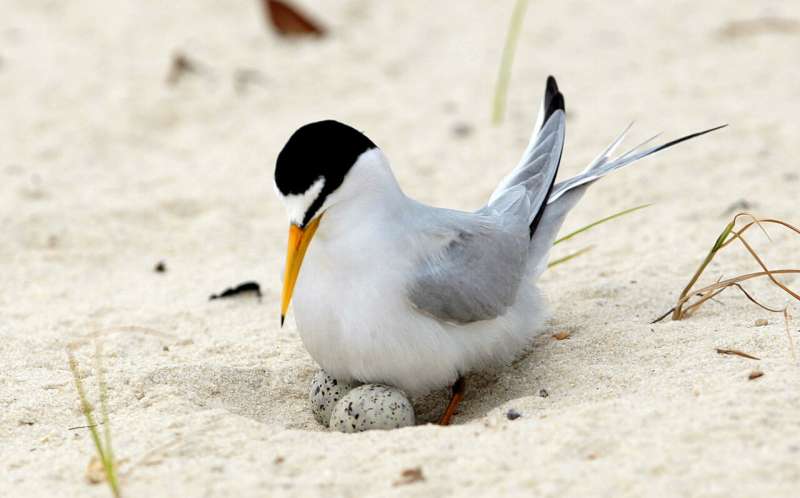 Lots of good terns: Bird ready to fly off endangered list
