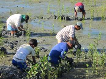 Mangrove patches deserve greater recognition no matter the size