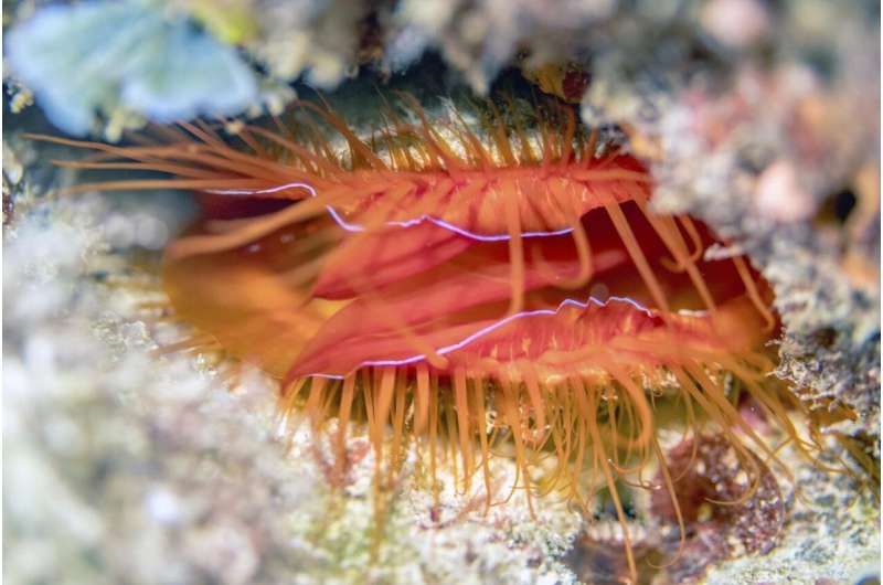 Mantis shrimp vs. disco clams: Colorful sea creatures do more than dazzle