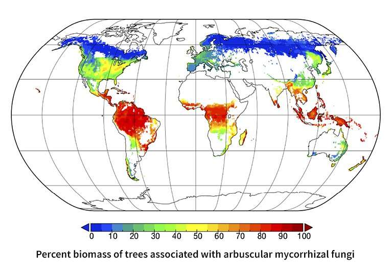 Mapping microbial symbioses in forests