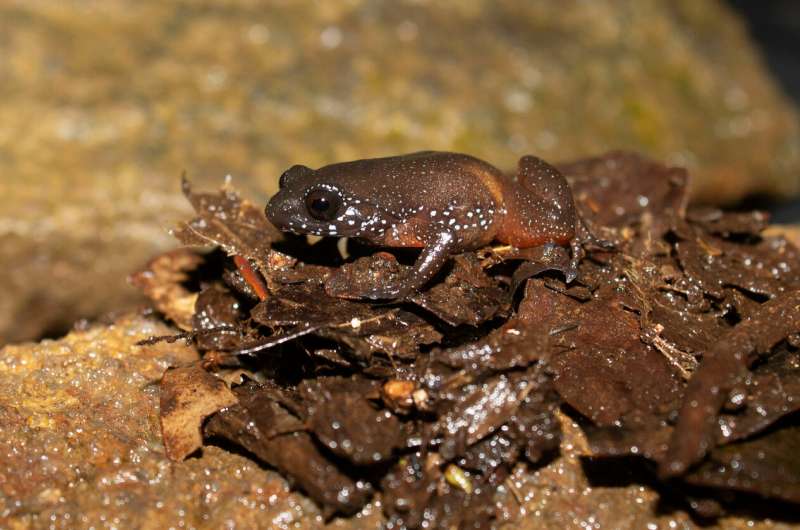 Meet India's starry dwarf frog, lone member of newly discovered ancient lineage