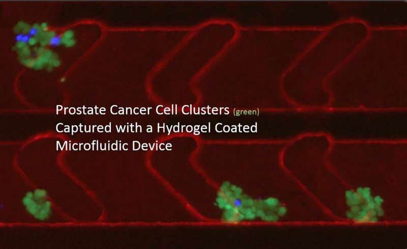 Microfluidics device captures circulating cancer cell clusters