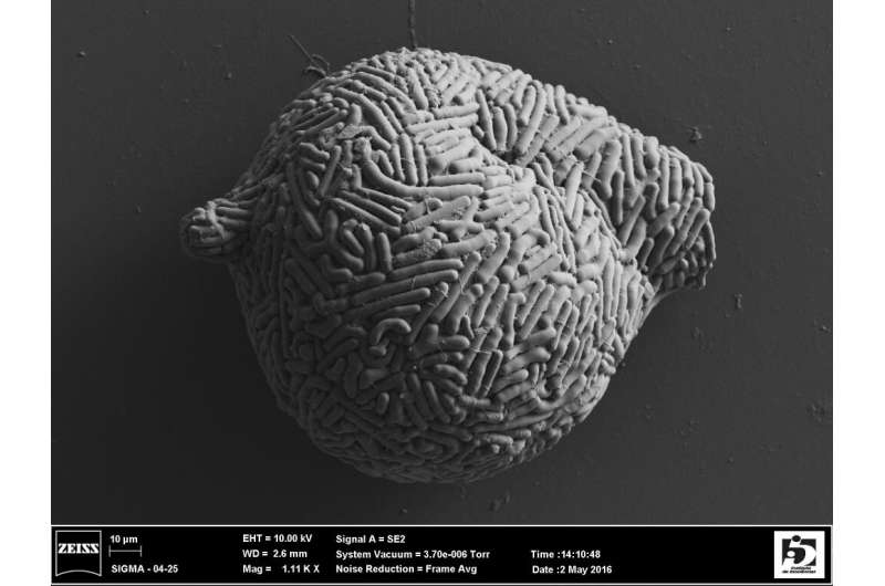 'Micro snails' scraped from sidewalk cracks help unlock details of ancient Earth's biological evolution