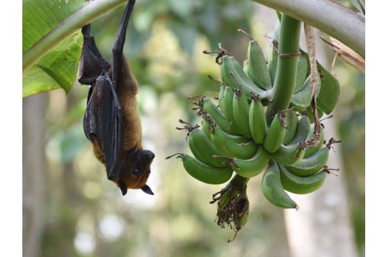 Model predicts bat species with the potential to spread deadly Nipah virus in India