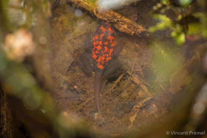 Motherly poison frogs shed light on maternal brain