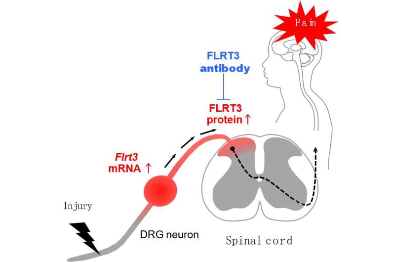 Multi-tasking protein at the root of neuropathic pain