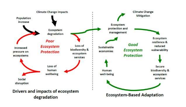 Nature-based solutions: the missing ingredient in climate adaptation?