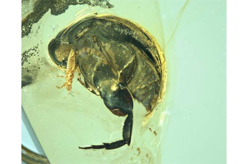New fossil pushes back physical evidence of insect pollination to 99 million years ago