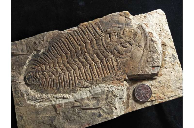New ‘king’ of fossils discovered on Kangaroo Island