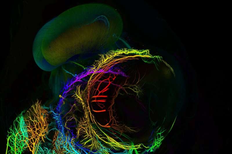 New microscopes unravel the mysteries of brain organization