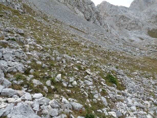 New perennial brome-grass from Iberian Peninsula named after Picos de Europa National Park