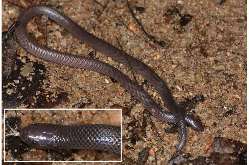 New species of stiletto snake capable of sideways strikes discovered in West Africa