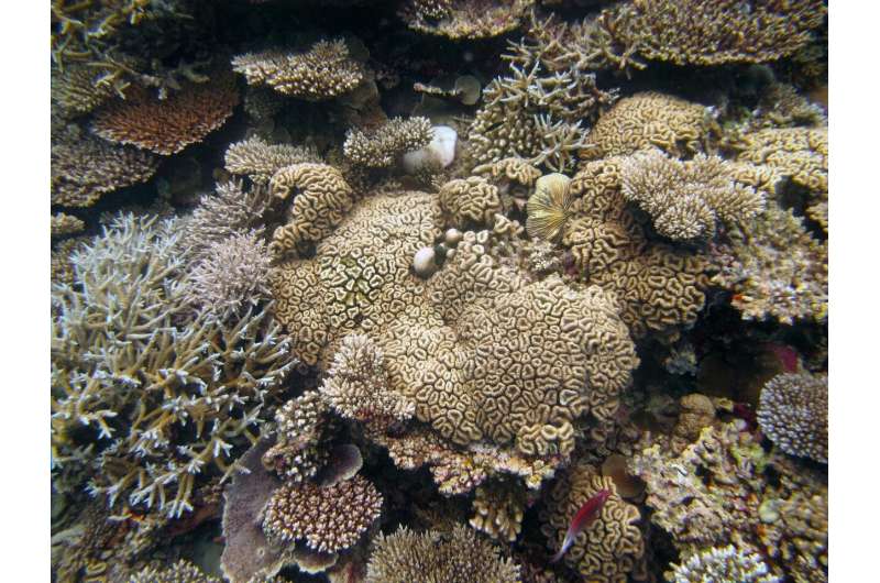 New study measures how much of corals' nutrition comes from hunting