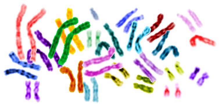 New tool predicts three-dimensional organization of human chromosomes