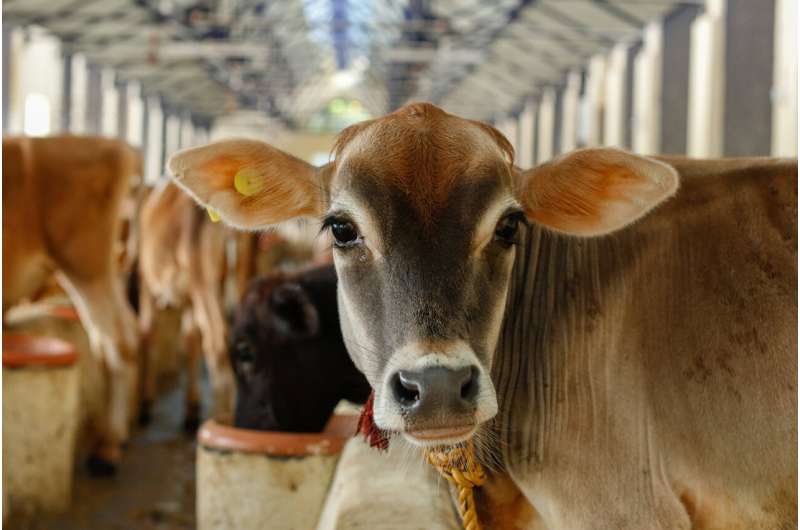New tuberculosis tests pave way for cow vaccination programs