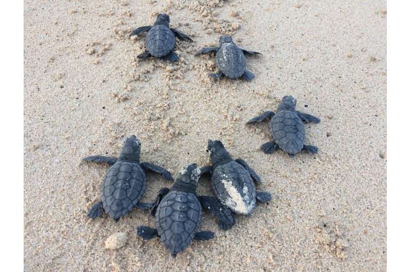 No new males: Climate change threat to Cape Verde turtles
