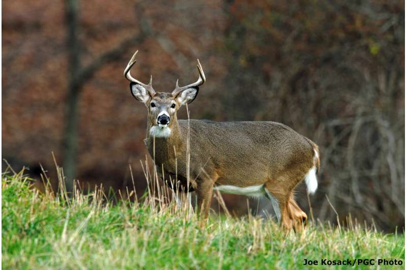 Northeastern deer more susceptible to wasting disease than those to the west
