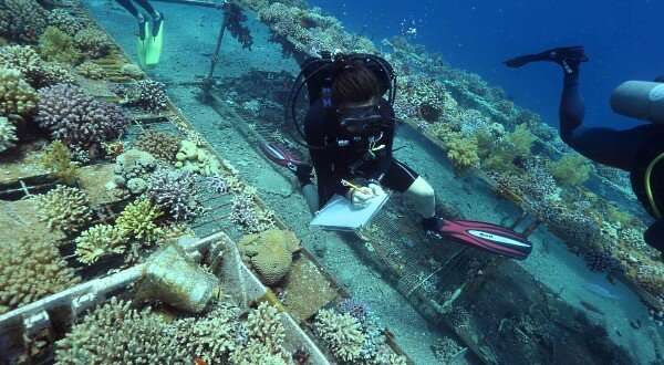 Not only do Gulf of Aqaba corals survive climate change but their offspring may too