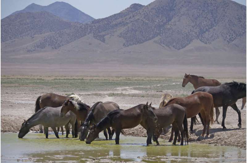 Official: Solving wild horse problem will take $5B, 15 years