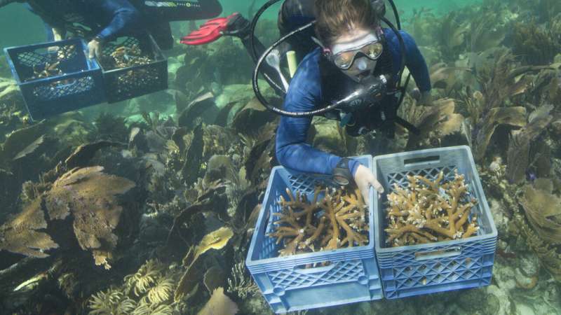Officials want $100M for reef restoration in Florida Keys
