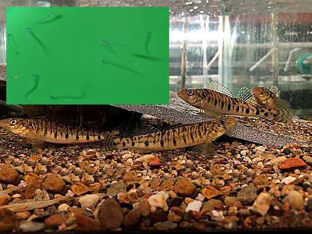 Penn State researchers to boost endangered Chesapeake logperch population