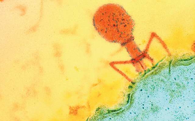 Phage therapy shows promise for alcoholic liver disease