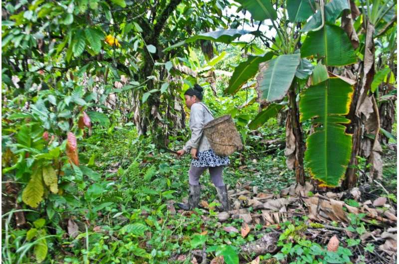 Newswise: Pharmacy in the Jungle Study Reveals Indigenous People’s Choice of Medicinal Plants