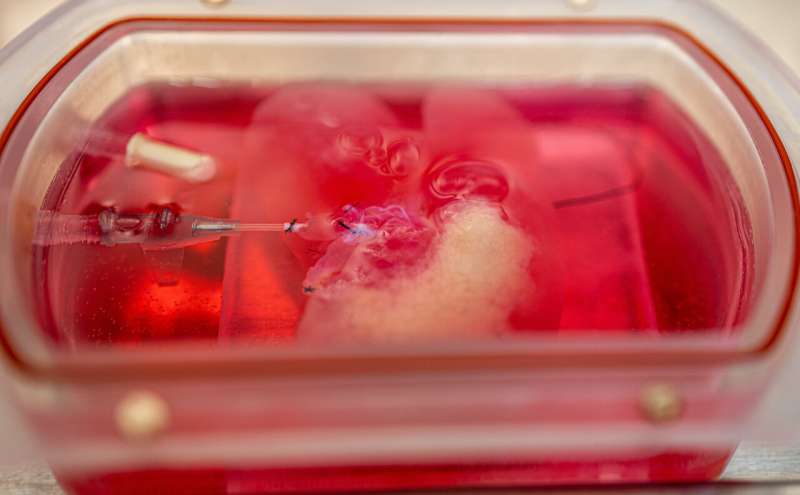 Pitt first to grow genetically engineered mini livers to study disease and therapeutics