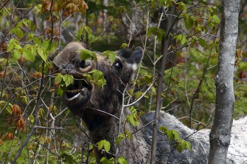 Poo's clues: Moose droppings indicate Isle Royale ecosystem health