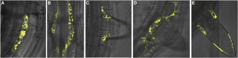 Putting the brakes on lateral root development