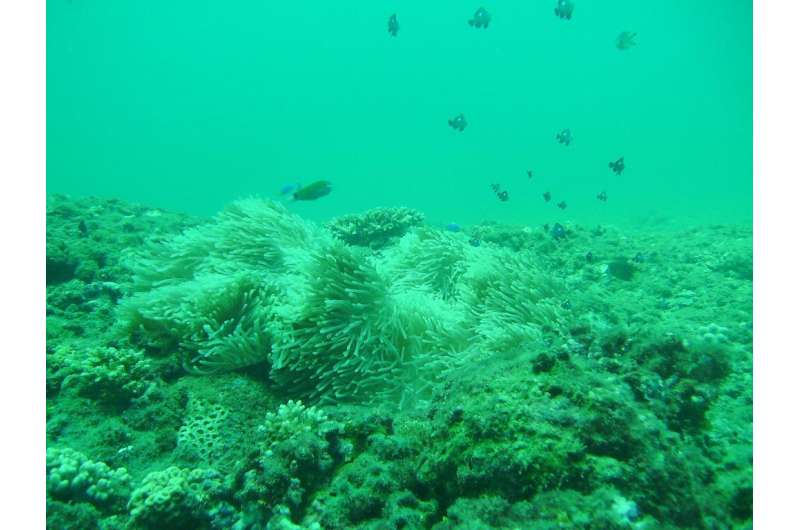 Research aims to preserve the future of Ningaloo Reef corals